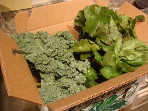 Kale, beets, cucs, lettuce